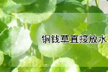 铜钱草直接放水里能活吗