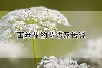 蕾丝花的花语及传说