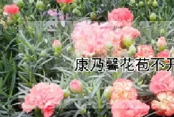 康乃馨花苞不开怎么办