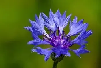 蓝花矢车菊的花语