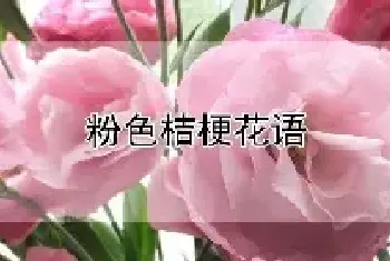 粉色桔梗花语