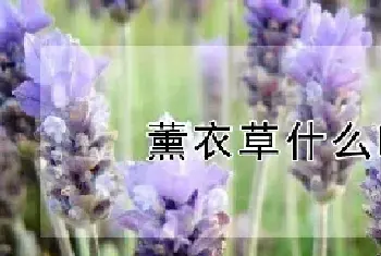 薰衣草什么时候种