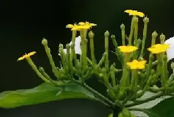 玉叶金花的花语是什么？玉叶金花虽然花朵极其高调的绽放，但寓意却尤为低调！