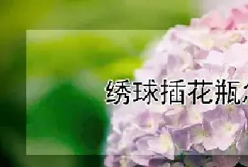 绣球插花瓶怎么养