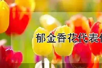 郁金香花代表什么意思