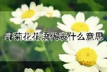 野菊花花语代表什么意思