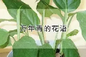 万年青的花语