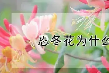 忍冬花为什么叫忍冬