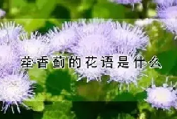 藿香蓟的花语是什么