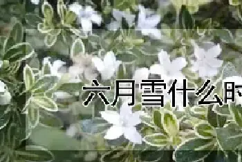 六月雪什么时候发芽