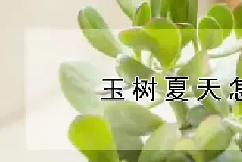 玉树夏天怎么养