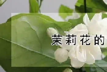 茉莉花的栽培