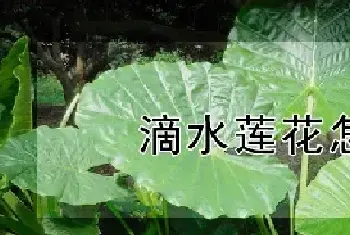 滴水莲花怎么养