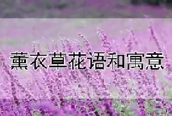 薰衣草花语和寓意