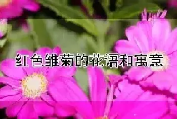 红色雏菊的花语和寓意