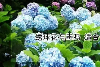 绣球花有毒吗 适合在室内养吗