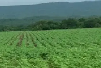 黑豆种植技术之分期播种技术