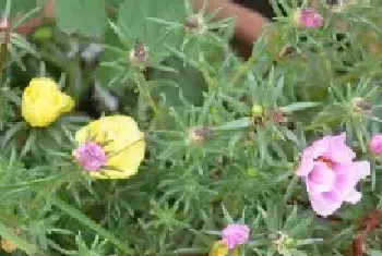 花卉果蔬盆景 | 半枝莲种植技术