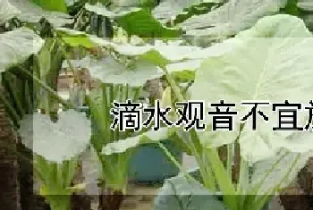 滴水观音不宜放在哪里