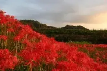 老睢养花：彼岸花你不知道的意义，花语充满彷徨跟追忆