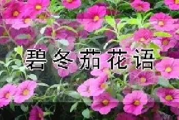 碧冬茄花语