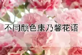 不同颜色康乃馨花语