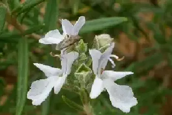 迷迭香的花语和传说