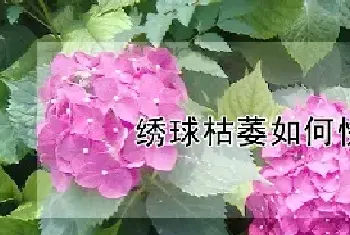 绣球枯萎如何快速恢复