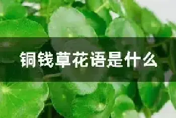 铜钱草花语是什么