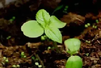 盆栽育苗 | 适合夏天播种的花卉植物