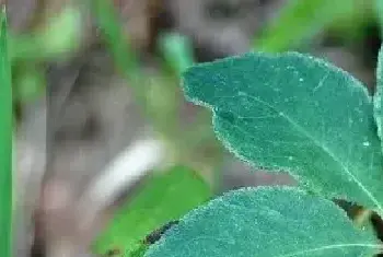 四叶参”的植物学特点