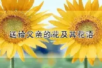 送给父亲的花及其花语