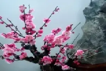 盆栽造型 | 梅花盆景怎么造型