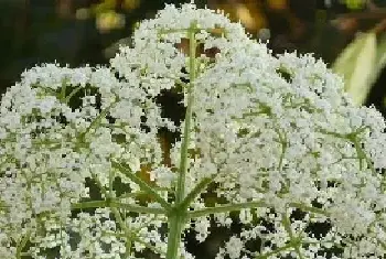 接骨木的花语和传说