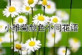 小雏菊颜色不同花语