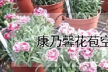 康乃馨花苞空的原因