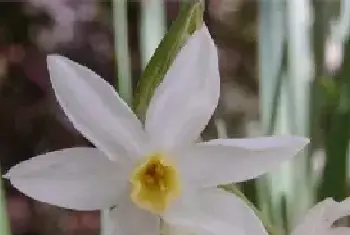 水仙花花语大全，盘点不同颜色的水仙花花语