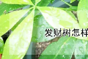 发财树怎样施肥