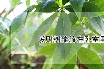 发财树能放在卧室里吗?有毒吗