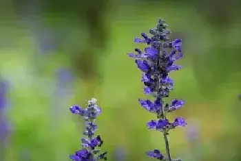 蓝花鼠尾草花语