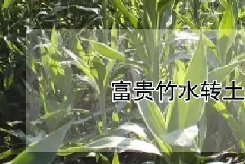 富贵竹水转土养方法