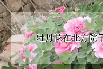 牡丹花在北方院子怎么过冬