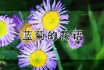 蓝菊的花语