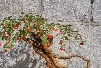 花卉果蔬盆景 | 枸杞盆景栽培技术