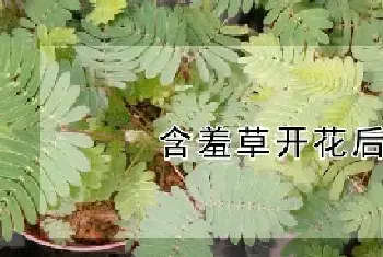 含羞草开花后会死吗