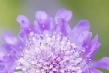 松虫草的花语是什么？