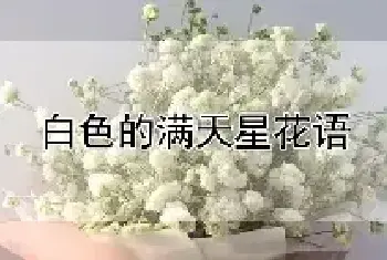 白色的满天星花语