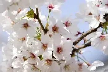 平坝农场樱花观赏时间，樱花的花语和传说