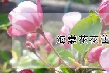 海棠花花蕾时期