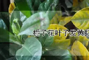 栀子花叶子发黄打蔫怎么办